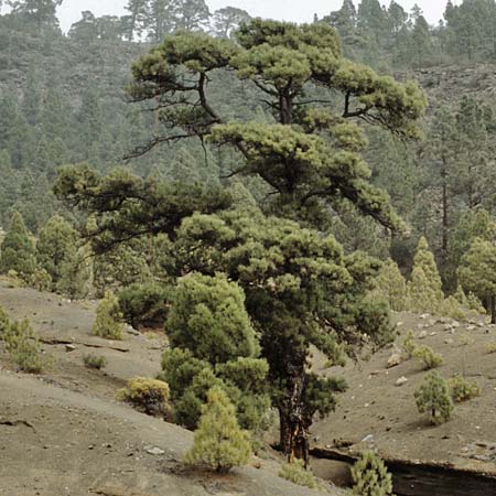 Pinus canariensis \ Kanarische Kiefer / Canary Island Pine, Teneriffa Pasaje Lunar 15.2.1989