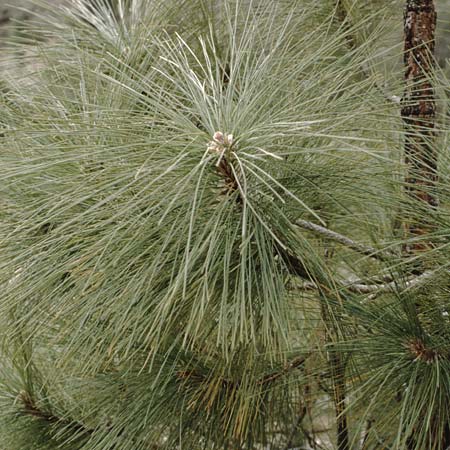 Pinus canariensis \ Kanarische Kiefer / Canary Island Pine, Teneriffa Pasaje Lunar 15.2.1989