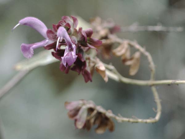 Salvia canariensis \ Kanarischer Salbei, Teneriffa Puerto de la Cruz 31.12.2004