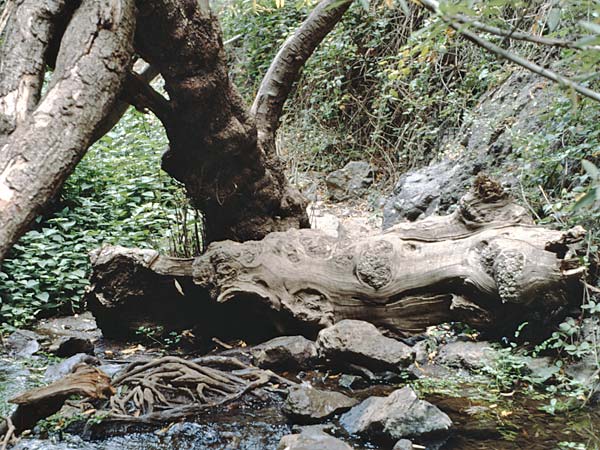 Salix canariensis \ Kanarische Weide / Canary Island Willow, Teneriffa Barranco del Infierno 12.2.1989