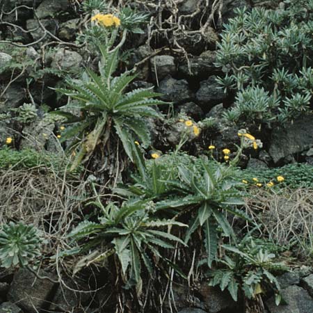 Sonchus congestus \ Baum-Gnsedistel / Tree Sow-Thistle, Teneriffa Punta del Teno 20.2.1989
