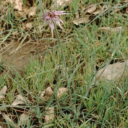 Tragopogon porrifolius subsp. porrifolius \ Lauchblttriger Bocksbart, Teneriffa Chio 20.2.1989