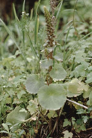 Umbilicus horizontalis \ Waagerechtes Nabelkraut / Narrow Navelwort, Teneriffa Esperanza 13.2.1989