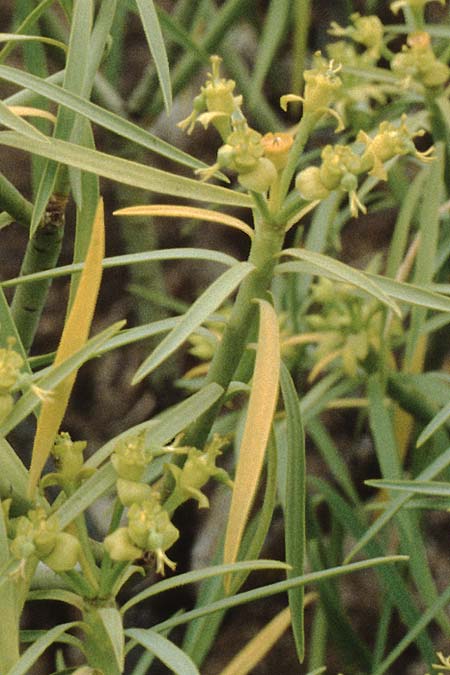 Euphorbia broussonetii \ Broussonets Wolfsmilch / Broussonet's Spurge, Teneriffa Chio 20.2.1989