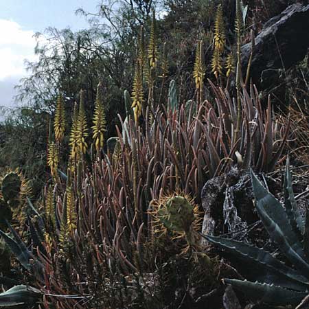 Aloe vera \ Echte Aloe / True Aloe, Teneriffa Barranco del Infierno 12.2.1989