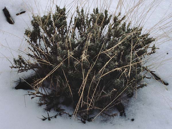 Adenocarpus viscosus ? \ Klebriger Drsenginster / Teide Sticky Broom, Teneriffa Esperanza 13.2.1989