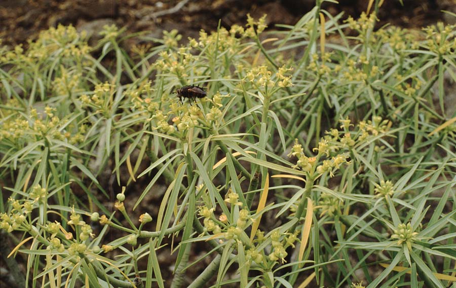 Euphorbia broussonetii \ Broussonets Wolfsmilch / Broussonet's Spurge, Teneriffa Chio 20.2.1989