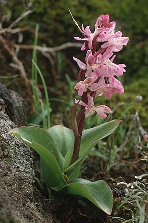 Orchis canariensis \ Kanaren-Knabenkraut / Canary Orchid, Teneriffa,  Lomo di Masca 14.2.1989 