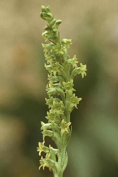 Gennaria diphylla / Two-Leaved Gennaria, Teneriffa,  Anaga 13.2.1989 
