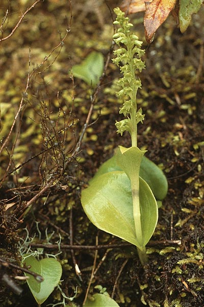 Gennaria diphylla / Two-Leaved Gennaria, Teneriffa,  Anaga 16.2.1989 