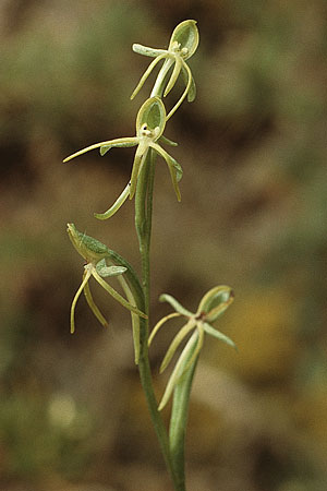 Habenaria tridactylites \ Kanarenständel / Tree-lobed Habenaria, Teneriffa,  Anaga 13.2.1989 