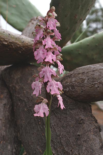 Barlia metlesicsiana \ Metlesics' Mastorchis / Metlesics' Giant Orchid, Teneriffa,  Chio 11.2.1989 