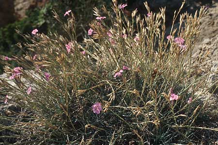 Dianthus zonatus \ Zonierte Nelke / Zoned Pink, TR Antalya 15.11.2003