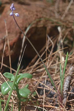 Muscari parviflorum \ Kleinbltige Traubenhyazinthe / Small-flowered Hyacinth, TR Icmeler 29.9.1997