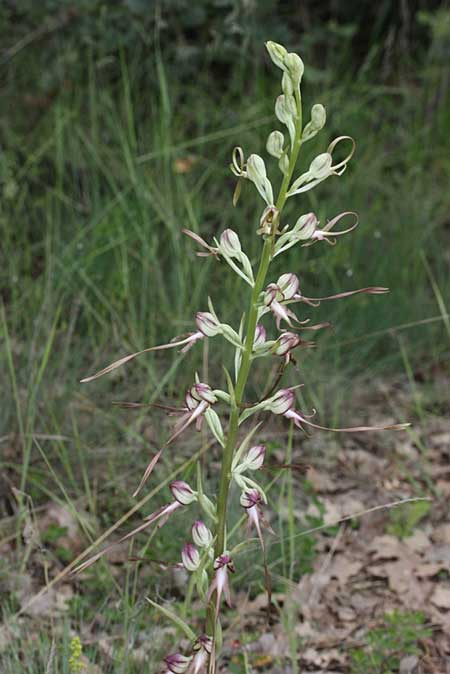 Himantoglossum affine \ Orientalische Riemenzunge / Eastern Lizard Orchid, TR  Kilkuyu - Kastamonu 11.6.2010 (Photo: Jan & Liesbeth Essink)