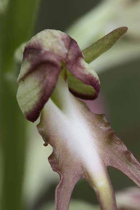 Himantoglossum affine \ Orientalische Riemenzunge / Eastern Lizard Orchid, TR  Kilkuyu - Kastamonu 11.6.2010 (Photo: Jan & Liesbeth Essink)