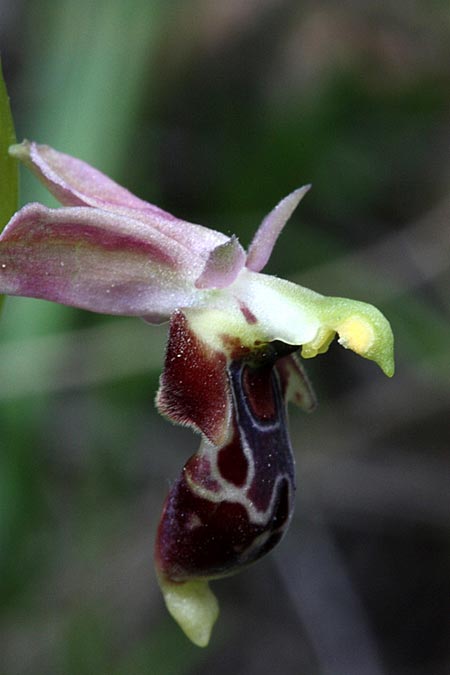 Ophrys oestrifera subsp. akcaliensis \ Akcali-Ragwurz / Akcali Orchid, TR  Gülnar - Icel 21.5.2010 (Photo: Jan & Liesbeth Essink)