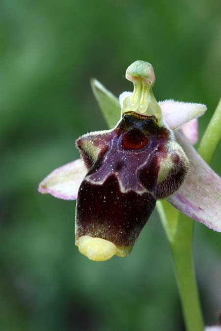 Ophrys oestrifera subsp. akcaliensis \ Akcali-Ragwurz, TR  Gülnar - Icel 21.5.2010 (Photo: Jan & Liesbeth Essink)