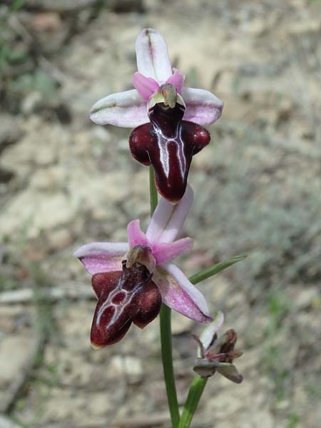 Ophrys antalyensis \ Antalya-Ragwurz / Antalya Bee Orchid, TR  Bucak 19.5.2018 (Photo: Luc Segers)
