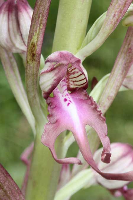 Himantoglossum caprinum \ Östliche Riemenzunge / Balkan Lizard Orchid, TR  Emen - Bolu 14.6.2010 (Photo: Jan & Liesbeth Essink)