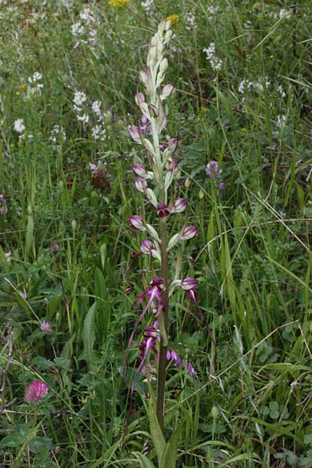 Himantoglossum caprinum \ Östliche Riemenzunge, TR  Emen - Bolu 14.6.2010 (Photo: Jan & Liesbeth Essink)