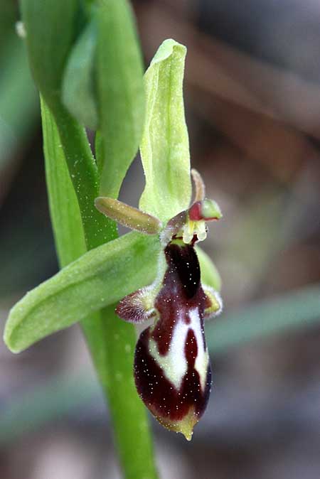 Ophrys cilicica \ Kilikische Ragwurz / Cilician Orchid, TR  Kuyucak - Antalya 13.5.2010 (Photo: Jan & Liesbeth Essink)