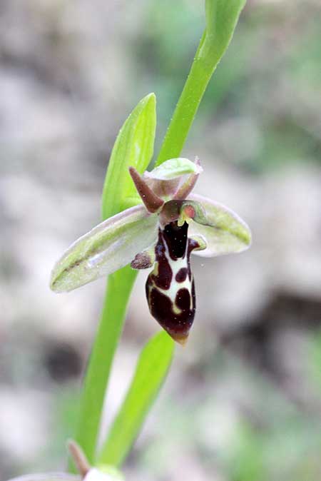 Ophrys cilicica \ Kilikische Ragwurz, TR  Bademli - Antalya 12.5.2010 (Photo: Jan & Liesbeth Essink)