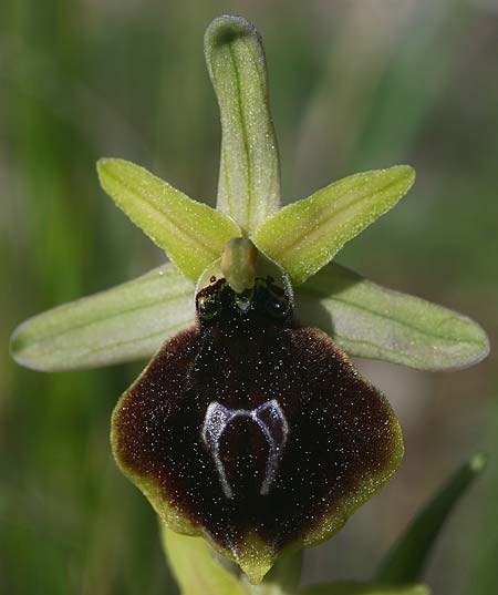 Ophrys climacis \ Klimaxgebirgs-Ragwurz / Climax Mountains Bee Orchid, TR  Kemer 21.3.2016 (Photo: Helmut Presser)
