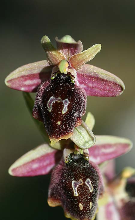 Ophrys climacis \ Klimaxgebirgs-Ragwurz / Climax Mountains Bee Orchid, TR  Kemer 21.3.2016 (Photo: Helmut Presser)