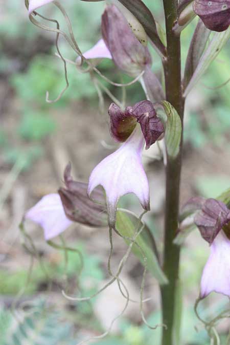 Comperia comperiana / Komper's Orchid, TR  Bademli - Antalya 15.5.2010 (Photo: Jan & Liesbeth Essink)