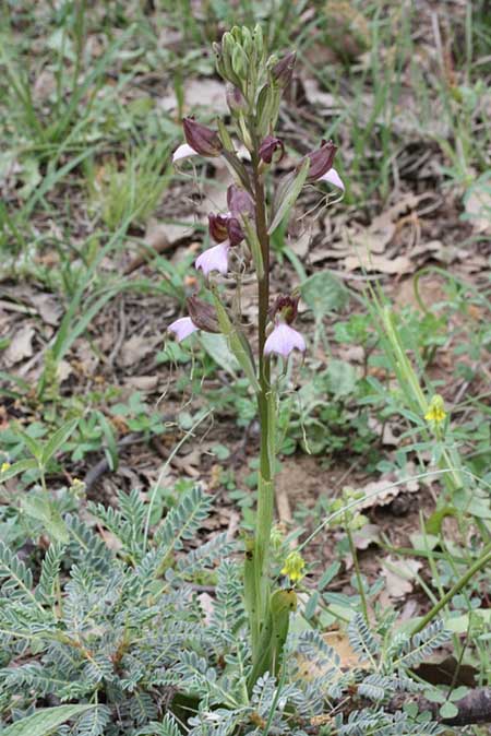 Comperia comperiana \ Bartorchis, TR  Bademli - Antalya 15.5.2010 (Photo: Jan & Liesbeth Essink)