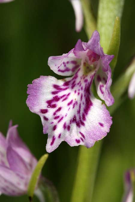 Dactylorhiza iberica \ Georgische Fingerwurz, Georgisches Knabenkraut / Georgian Orchid, TR  Simav - Kutahya 18.6.2010 (Photo: Jan & Liesbeth Essink)