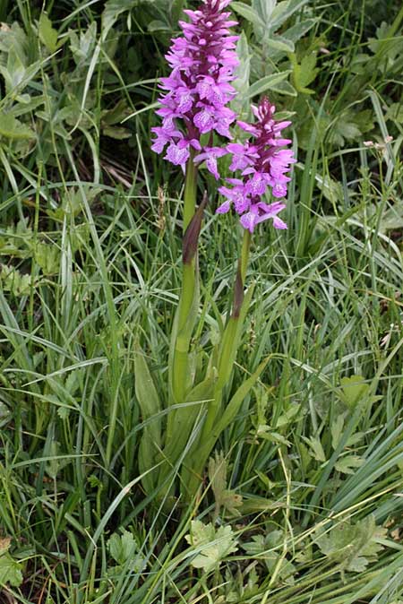 Dactylorhiza nieschalkiorum \ Nieschalks Fingerwurz, Nieschalks Knabenkraut / Nieschalk's Orchid, TR  Abant - Bolu 9.6.2010 (Photo: Jan & Liesbeth Essink)