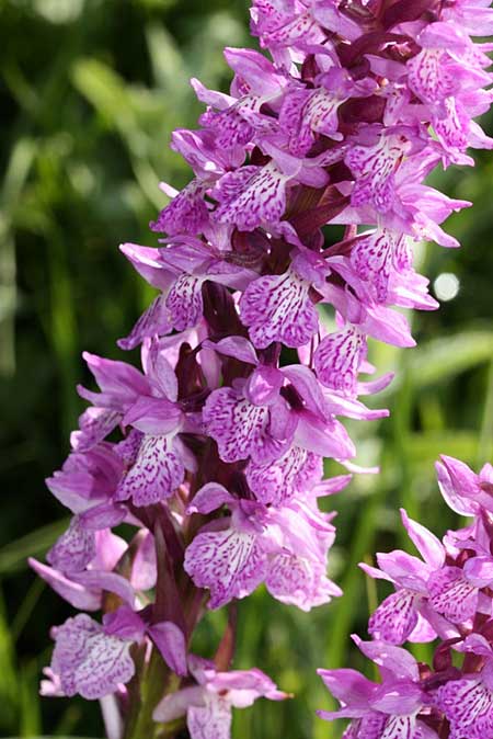 Dactylorhiza nieschalkiorum \ Nieschalks Fingerwurz, Nieschalks Knabenkraut / Nieschalk's Orchid, TR  Abant - Bolu 15.6.2010 (Photo: Jan & Liesbeth Essink)