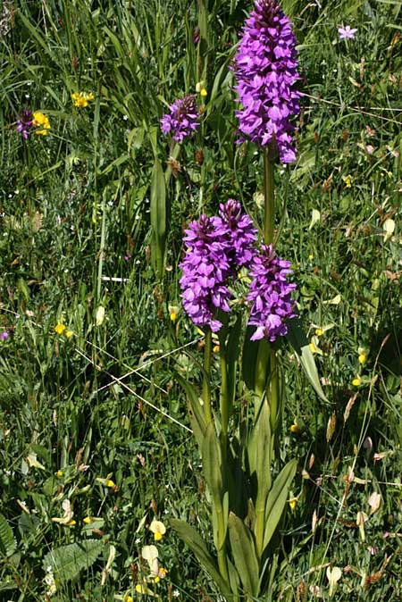 Dactylorhiza nieschalkiorum \ Nieschalks Fingerwurz, Nieschalks Knabenkraut / Nieschalk's Orchid, TR  Abant - Bolu 15.6.2010 (Photo: Jan & Liesbeth Essink)
