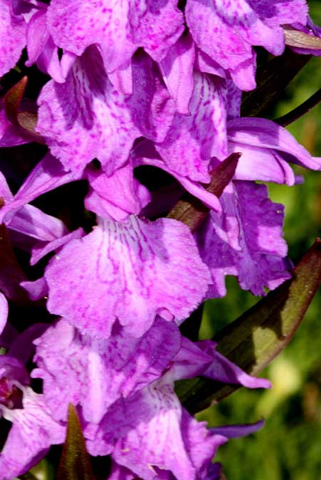 Dactylorhiza nieschalkiorum \ Nieschalks Fingerwurz, Nieschalks Knabenkraut / Nieschalk's Orchid, TR  Abant - Bolu 15.6.2010 (Photo: Jan & Liesbeth Essink)