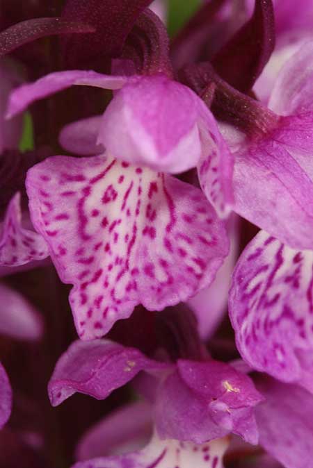 Dactylorhiza nieschalkiorum \ Nieschalks Fingerwurz, Nieschalks Knabenkraut / Nieschalk's Orchid, TR  Abant - Bolu 9.6.2010 (Photo: Jan & Liesbeth Essink)