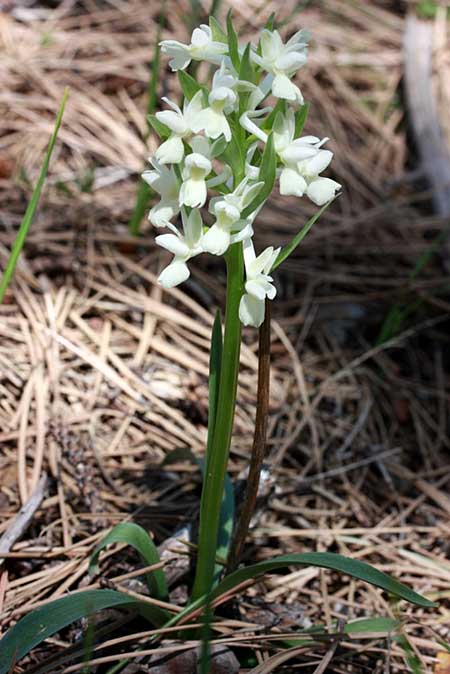 Dactylorhiza romana / Roman Orchid, TR  Mihalccik - Eskisehir 5.5.2010 (Photo: Jan & Liesbeth Essink)