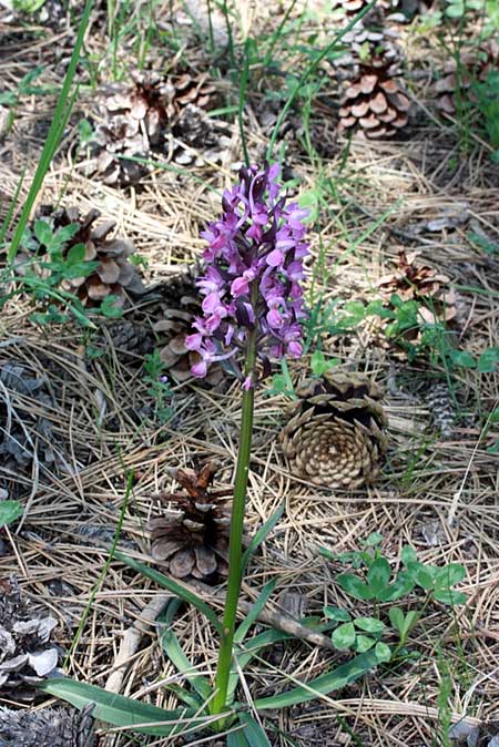 Dactylorhiza romana / Roman Orchid, TR  Mihalccik - Eskisehir 5.5.2010 (Photo: Jan & Liesbeth Essink)