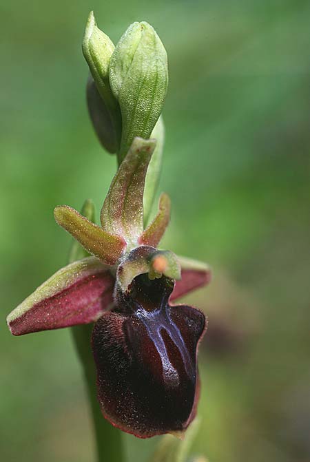 Ophrys herae subsp. osmaniaca / Turkish Hera Orchid, TR  Manavgat 21.3.2016 (Photo: Helmut Presser)