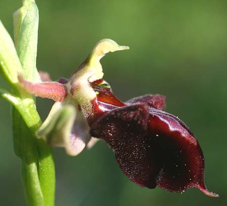 Ophrys herae subsp. osmaniaca / Turkish Hera Orchid, TR  Tagasil 22.3.2016 (Photo: Helmut Presser)