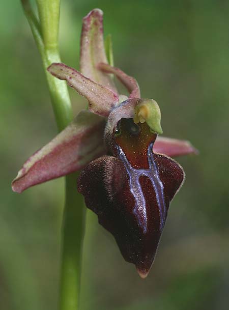 Ophrys herae subsp. osmaniaca / Turkish Hera Orchid, TR  Manavgat 21.3.2016 (Photo: Helmut Presser)