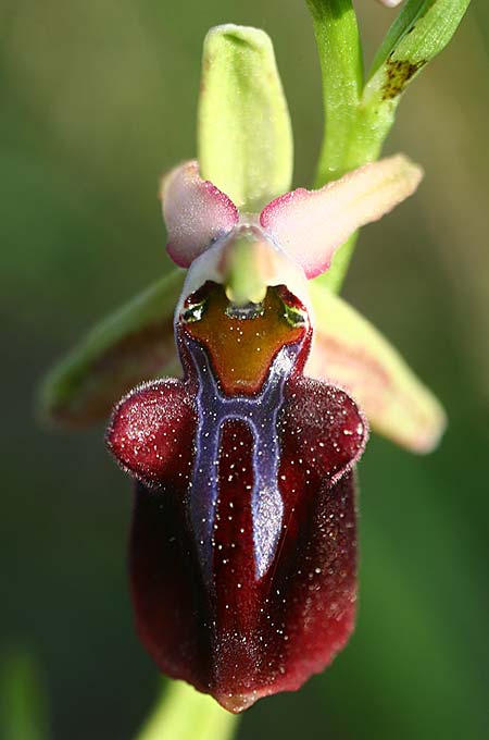 Ophrys herae subsp. osmaniaca / Turkish Hera Orchid, TR  Tagasil 22.3.2016 (Photo: Helmut Presser)