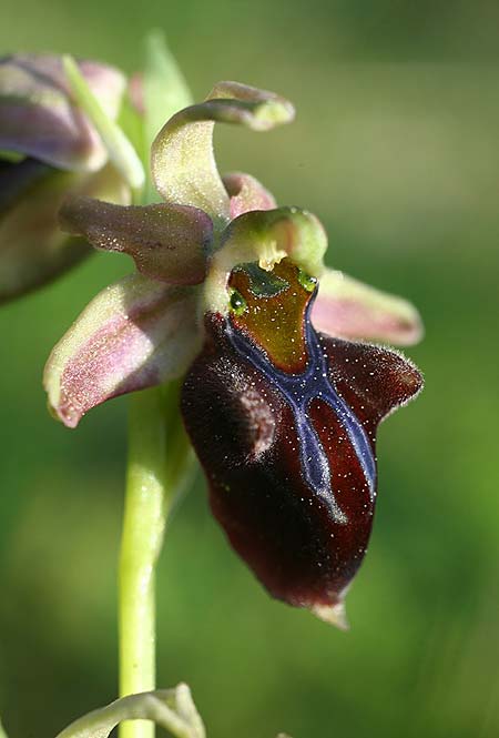 Ophrys herae subsp. osmaniaca / Turkish Hera Orchid, TR  Tagasil 22.3.2016 (Photo: Helmut Presser)