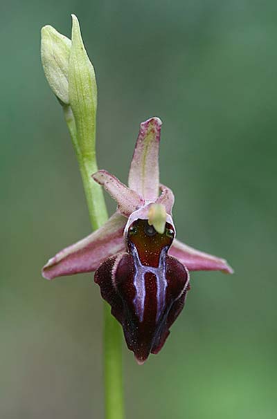 Ophrys herae subsp. osmaniaca / Turkish Hera Orchid, TR  Manavgat 21.3.2016 (Photo: Helmut Presser)