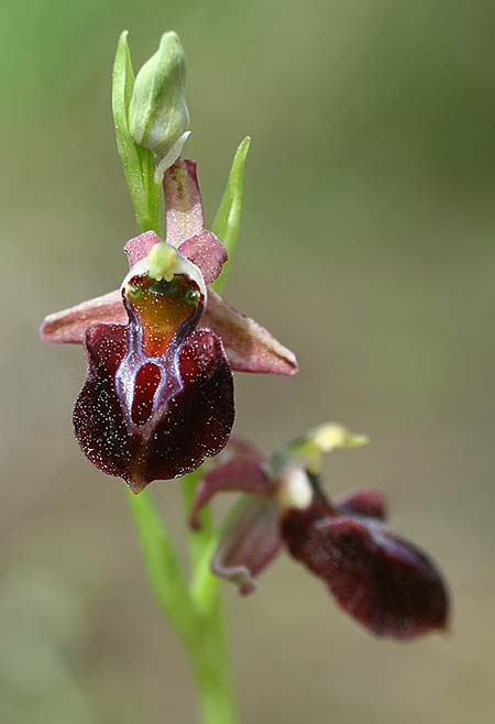 Ophrys herae subsp. osmaniaca / Turkish Hera Orchid, TR  Oymapinar 25.3.2016 (Photo: Helmut Presser)