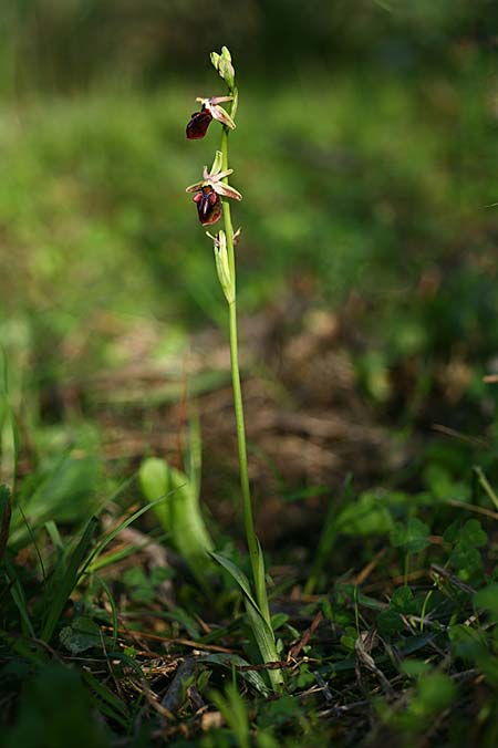Ophrys herae subsp. osmaniaca \ Türkische Hera-Ragwurz / Turkish Hera Orchid, TR  Tagasil 22.3.2016 (Photo: Helmut Presser)