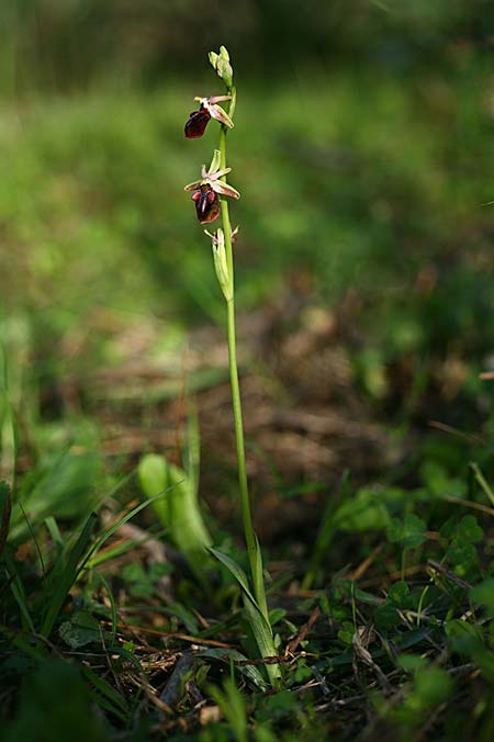 Ophrys herae subsp. osmaniaca / Turkish Hera Orchid, TR  Tagasil 22.3.2016 (Photo: Helmut Presser)