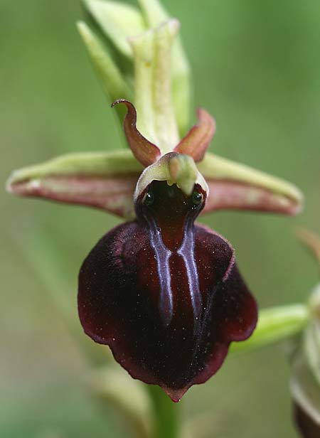 Ophrys herae subsp. osmaniaca / Turkish Hera Orchid, TR  Manavgat 21.3.2016 (Photo: Helmut Presser)