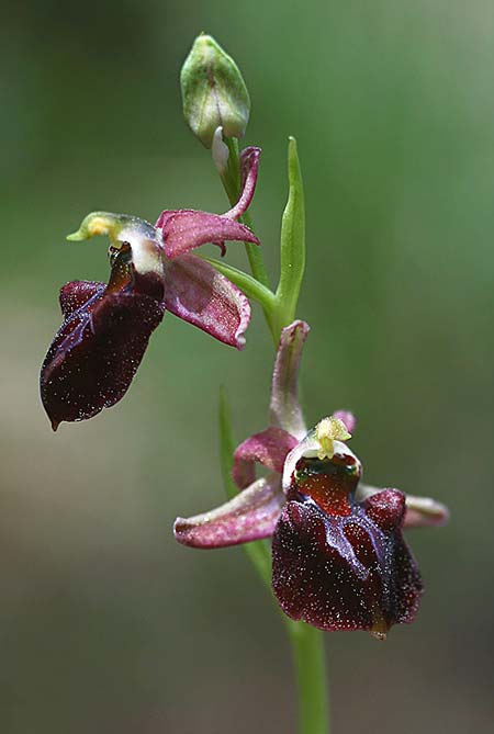 Ophrys herae subsp. osmaniaca \ Türkische Hera-Ragwurz / Turkish Hera Orchid, TR  Oymapinar 25.3.2016 (Photo: Helmut Presser)